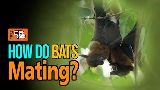 How do Bats Mate ? | wild sb |#bats