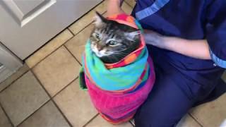 Wrapping the cat in a burrito