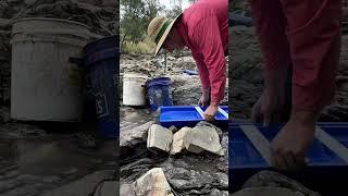 Hand dredge gets the GOLD missed by my shovel #equipment #mining #tools