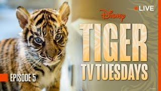 Tiger Tuesday Live! Watch Bakso & Mom’s Fifth Week at Disney’s Animal Kingdom