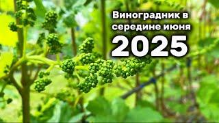 Обзор моего виноградника на середину июня 2025