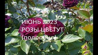 Июнь 2023. Розы цветут (подробно о каждой)