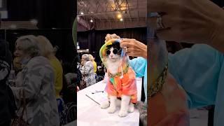 cool cat 