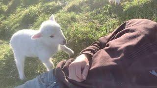 Cute lamb needs Attention 