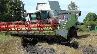 Lettland: Dreschen am Limit - Lexion 560 mit 1050er Reifen *uncut*