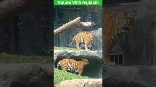 Tigers |shorts|nature|animals|wildanimals|youtubeshortsvideos|naturewithrejinath