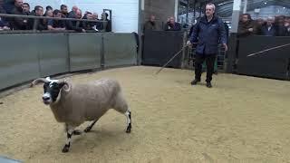 20220927135041  AULDHOUSEBURN   Gimmer  £18,000 to High Staward    new  Gimmer record