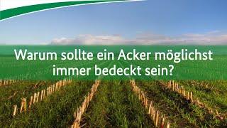Warum sollte ein Acker immer bepflanzt sein?