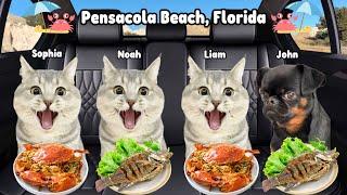 Cat Animation Road Trip to Pensacola, Florida