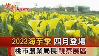 桃園有線新聞20230321-2023海芋季四月登場 農業局長視察展區