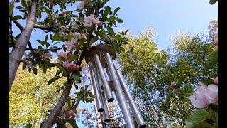 Apple Blossom Wind Chimes - #naturesounds - bird - asmr - forest sound - sleep - relax - meditate