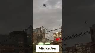 Bird Migration in Houston