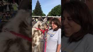 Kiss a llama