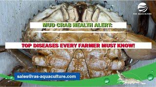 MUD CRAB HEALTH ALERT: TOP DISEASES EVERY FARMER MUST KNOW!