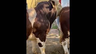 Amazing Cow and Bull Meeting Video | Natural Breeding