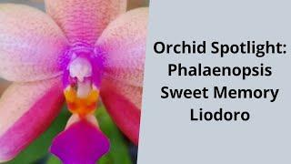 Orchid Spotlight: Phalaenopsis Sweet Memory