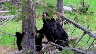 Black Bear Mom: Keeping the Cubs Safe