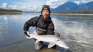 Sturgeon Fishing on SHORE! //Fraser River//