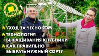 Технология выращивания клубники | Уход за чесноком | Часто ли нужно обновлять ягоду? Дача