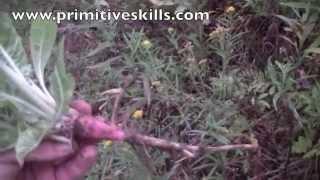 Wild Foraging Edible and Medicinal Plants- Evening Primrose