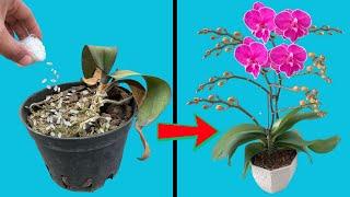 My Orchid Didn’t Grow for 6 Months – Until I Tried This!