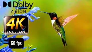 4K ULTRA HD 60FPS Hummingbird / Birds 4k