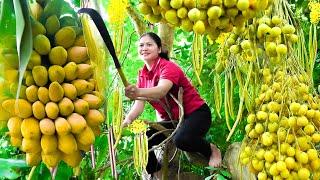 Harvest Plum Mango on the riverbank go to market sell - Cooking at home - The Harvest Rush