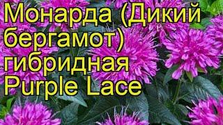 Монарда гибридная Перпл Лэйс. Краткий обзор, описание характеристик monarda hybrida Purple Lace