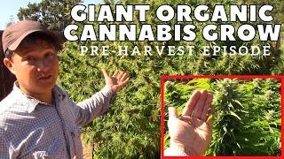 Biggest Organic Cannabis Buds I Ever Seen - 10 Pounds Flower Per Plant