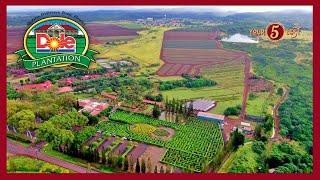 DOLE PLANTATION Drone Video - Best Things to Do in Oahu, Hawaii