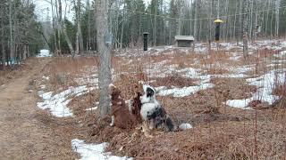 Australian Shepherd Squirrel Defense Squad.