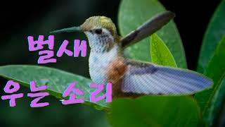 몸이 가장 작은 새 벌새 hummingbird song예리하게 진동하듯 노래하는 벌새 소리