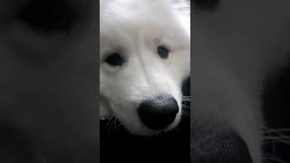 Самоед соскучился по Папе / ДОБРЫЙ САМОЕД . #собака #самоед #samoyed #dog #шортс