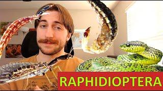 Raphidioptera: Snakeflies - Order Spotlight