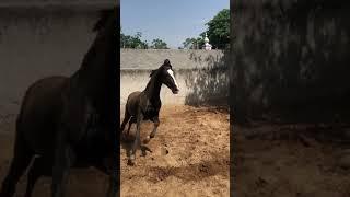 Beautiful Marwari Mare