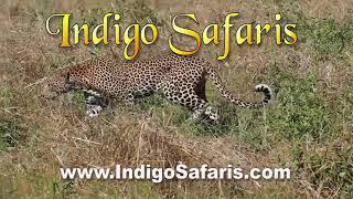 Indigo Safaris   30 Second Commercial