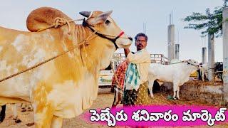 పెబ్బేరు సంతలో సేద్యపు ఎద్దుల రేట్లు-pebbair bulls market latest videos-ongole cattles market-bulls