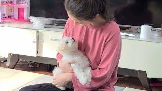 강아지가 주인을 사랑할 때 하는 행동 What dogs do when they love their owners