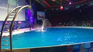 Dubai Dolphin Show/dolphinarium/ best show for kids