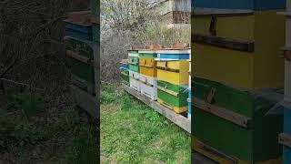 вот так выглядит сейчас пасека в Заводоуковске на 10 мая 24г