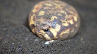 God's masterpiece Rain frog.