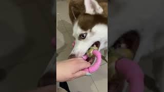 Playing with husky