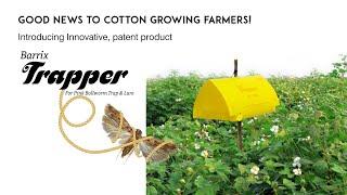 Barrix Trapper - The Ultimate Pheromone Trap for Pink bollworm!