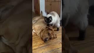 Caring Cat Gives Dog a Back Rub