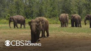 Former circus elephants get spacious new home in Florida