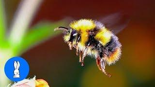 Giant Furry Bumblebees - CUTE Compilation