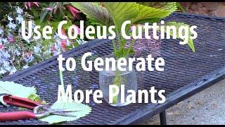 Make More Coleus Plants for Free