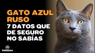 GATO AZUL RUSO : 7 CURIOSIDADES QUE DEBES CONOCER