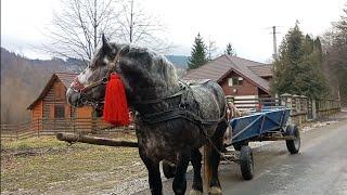  жеребчик ФУНТ перевозимо зерно.