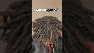 My 2 year dread journey #shorts #short #dreadjourney #dreads #freeformdreads #locs